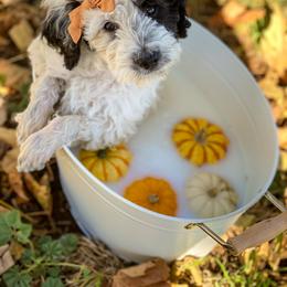 Australian Cattle Dog and Bernedoodle Puppies from Diamond U Doodles & True Grit Stockdogs
