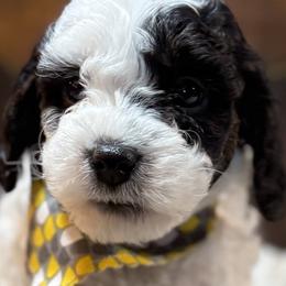 Oreo - Tri-color male Cavapoo puppy in Mona, Utah from Hearts Full of Puppies
