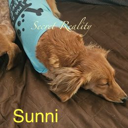 Sunni - Dachshund