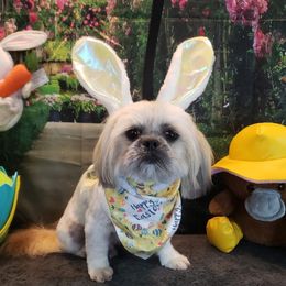 Bruno - Shih Tzu