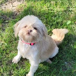 Carmella - Shih Tzu