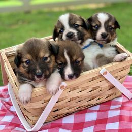 Border Collie and English Shepherd Puppies from Kefi Collie Co