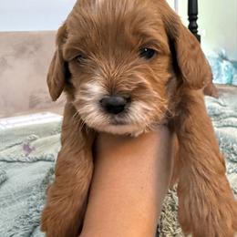 Girl 1 - Red female Cavapoo puppy in Corona, California from SoCal Cavapoo's
