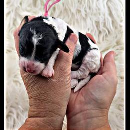 Pink Lady - Parti female Poodle puppy in Fort Calhoun, Nebraska from Devin’s Purple Poodles