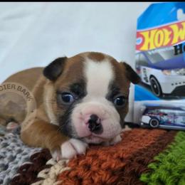 Honda - Red male Boston Terrier puppy in Columbia Falls, Montana from Glacier Bark Boston Terriers