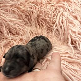 Wells - Blue merle male Bernedoodle puppy in Fort Collins, Colorado from Front Range Family Doodles