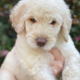 Goldendoodle and Poodle Puppies from Bama Bred Doodles