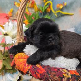 Jack - Black male Shih Tzu puppy in Green Bay, Wisconsin from Kim's Shih Tzus