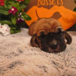 Female 5 - Mahogany and white female Basset Hound puppy in Robbins, Tennessee from Orange Mountain Basset Hounds
