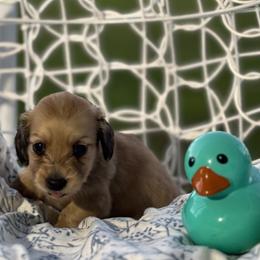 Opal - Cream female Dachshund puppy in Crestview, Florida from Neverending Dachies