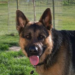 Blitz - German Shepherd