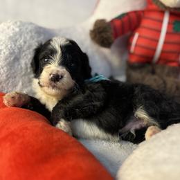 Bernedoodle puppies from Donnas Deluxe Doodles LLC