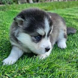 Nina - Black and white female Pomsky puppy in Southern California, California from SoCal Pomskies LLC