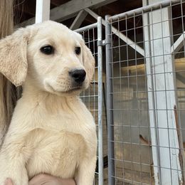 Labrador Retriever and Pembroke Welsh Corgi Puppies from Burress Family Farm and Kennels