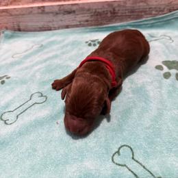 Ethan - Chocolate male Labrador Retriever puppy in Carriere, Mississippi from Cajun Water Retrievers