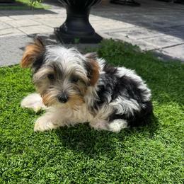 Purple collar - Parti female Yorkshire Terrier puppy in Massachusetts from Happy Tail Yorkies and Maltese