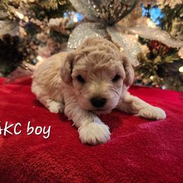 Poodle Puppies from Wendy's Poodles
