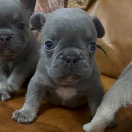 Lilac and Tan Boy (Green collar)(Truly x Drip) - Tricolors male French Bulldog puppy in Gulf Breeze, Florida from SW Frenchies