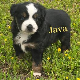 Java - Black tri female Miniature Australian Shepherd puppy in Paris, Texas from Blue Envy Mini Aussies