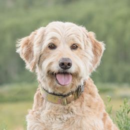 Sunny - Goldendoodle
