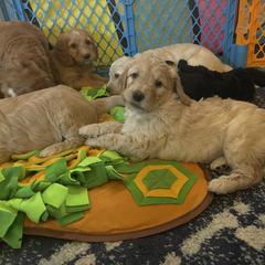 Double Doodle Puppies from North Texas Golden Mountain Doodles