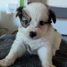 Spicy girl - White black and tan female Papillon puppy in Joshua, Texas from Summertime Kennels