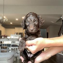 Yellow - female Golden Mountain Doodle puppy in Leander, Texas from Olive Grove Doodles