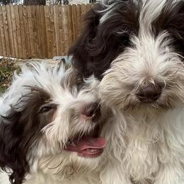 Aussiedoodles, Goldendoodles, and Labradoodles from Adirondack Labradoodles