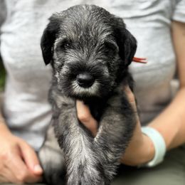 Naranja - Orange collar - NATURAL girl - Pepper and salt female Standard Schnauzer puppy in Mamaroneck, New York from Harbor Hill Standard Schnauzers