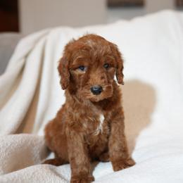 Black collar - Red  male Goldendoodle puppy in Spokane, Washington from Doodle Love