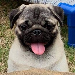 Pugs from KnightSkye Pugs
