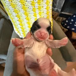 Boy 2 - Gold and white male Shih Tzu puppy in Suwanee County, Florida from Everlasting Shih Tzu