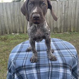 German Shorthaired Pointer and Jack Russell Terrier Puppies from Ivy Creek Kennels