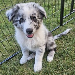 Tim - Blue merle male Australian Shepherd puppy in Clarkston, Utah from 3am Riot Ranch