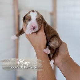 Inlay - Apricot female Goldendoodle puppy in Roanoke Rapids, North Carolina from Sweeter than Honey Doodles