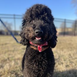 rosie - Goldendoodle