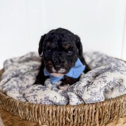 Mike - blue collar boy - Tri-color male Cavapoo puppy in Melbourne, Florida from Space Coast Doodle Co.