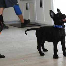 Dutch Shepherd Puppies from TecK9s