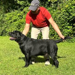 Floki - Labrador Retriever