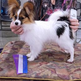 Papillon Puppies from Belladonna Papillons
