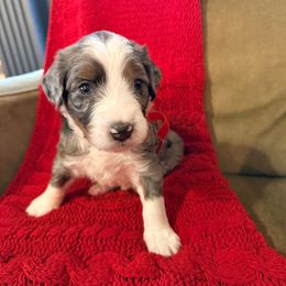 Rosie - Blue merle female Bernedoodle puppy in Tulsa, Oklahoma from Magnolia Blossom Bernedoodles
