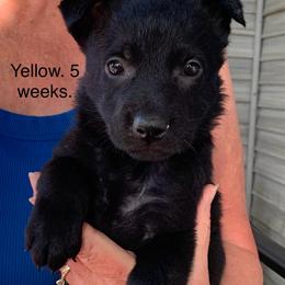 S litter - Sable female German Shepherd puppy in Effingham County, Illinois from Delaney Working Dogs