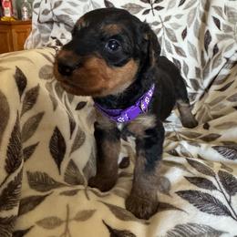 Purple - Black and tan female Airedale Terrier puppy in Anderson, California from Airedales of Myriad Ranch