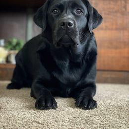 Labrador Retriever Puppies from Shadow Run Labradors