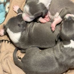 Italian Greyhound puppies from Amayz Italian Greyhounds