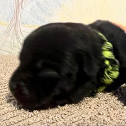 Miss Green - Black Staffordshire Bull Terrier puppy in Gilson, Illinois from Legacy Kennels