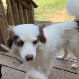 Aurora - Pomsky