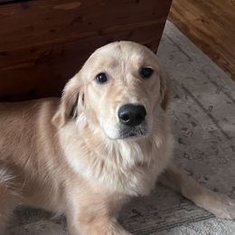 Golden Retrievers from Houston’s Golden Haven