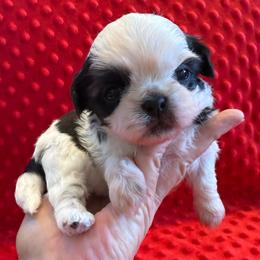 Winston Ray - AKC Champion Bloodline - Black and white male Shih Tzu puppy in Long Beach, California from Prieto Shih-Tzu's