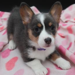 German Shepherd and Pembroke Welsh Corgi Puppies from J&R Shepherds & Corgis